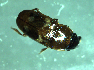  ( - BG19018)  @11 [ ] CreativeCommons  Attribution Non-Commercial (by-nc) (2019) Brigitte Gottsberger University of Vienna