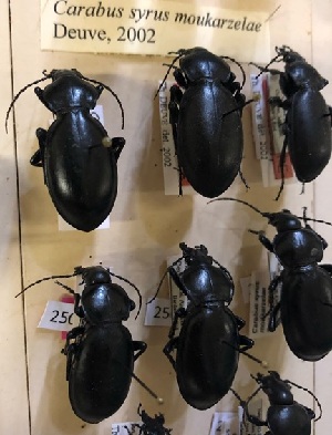  (Carabus syrus - CCDB32177-C09)  @11 [ ] Copyright (2019) Unspecified Universite Saint-Joseph