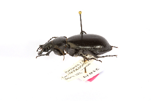  (Carabus syrus - CCDB32177-C10)  @11 [ ] Copyright (2019) Unspecified Universite Saint-Joseph