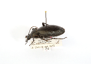  (Carabus piochardi - CCDB32177-D01)  @11 [ ] Copyright (2019) Unspecified Universite Saint-Joseph