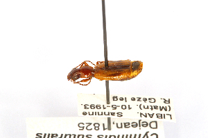  (Cymindis suturalis - CCDB32177-E02)  @11 [ ] Copyright (2019) Unspecified Universite Saint-Joseph