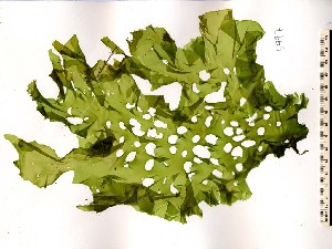  ( - GWS005997)  @11 [ ] CreativeCommons - Attribution Non-Commercial Share-Alike (2010) Gary W. Saunders University of New Brunswick