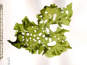  ( - GWS005998)  @11 [ ] CreativeCommons - Attribution Non-Commercial Share-Alike (2010) Gary W. Saunders University of New Brunswick