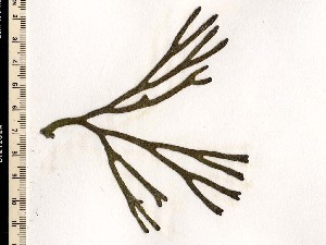  ( - GWS006026)  @11 [ ] CreativeCommons - Attribution Non-Commercial Share-Alike (2010) Gary W. Saunders University of New Brunswick