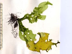  ( - GWS006094)  @11 [ ] CreativeCommons - Attribution Non-Commercial Share-Alike (2010) Gary W. Saunders University of New Brunswick