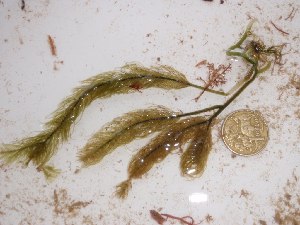  (Caulerpa crispata - GWS016662)  @11 [ ] CreativeCommons - Attribution Non-Commercial Share-Alike (2010) Gary W. Saunders University of New Brunswick