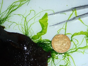  ( - GWS030296)  @11 [ ] Unspecified (default): All Rights Reserved  Unspecified Unspecified