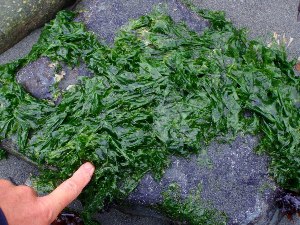  ( - GWS030484)  @11 [ ] CreativeCommons - Attribution Non-Commercial Share-Alike (2012) Gary W. Saunders University of New Brunswick