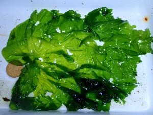  ( - GWS030908)  @11 [ ] CreativeCommons - Attribution Non-Commercial Share-Alike (2012) Gary W. Saunders University of New Brunswick