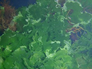  ( - GWS031537)  @11 [ ] CreativeCommons - Attribution Non-Commercial Share-Alike (2012) Gary W. Saunders University of New Brunswick