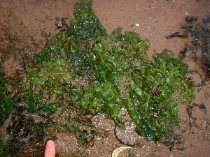  ( - GWS034077)  @11 [ ] Unspecified (default): All Rights Reserved  Unspecified Unspecified