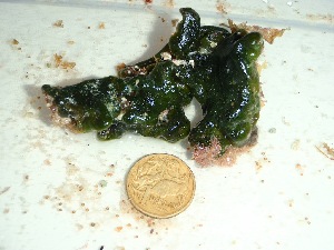  ( - GWS035596)  @11 [ ] Unspecified (default): All Rights Reserved  Unspecified Unspecified