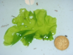  ( - GWS042020)  @11 [ ] Unspecified (default): All Rights Reserved  Unspecified Unspecified