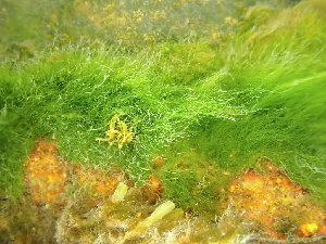  (Chaetomorpha sp. 7GWS - GWS044466)  @11 [ ] Unspecified (default): All Rights Reserved  Unspecified Unspecified