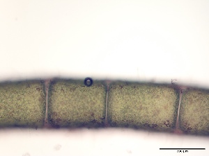  (Chaetomorpha picquotiana - GWS050299)  @11 [ ] Unspecified (default): All Rights Reserved  Unspecified Unspecified