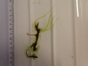  (Ulva sp. 3 - 0722_KAT012)  @11 [ ] Copyright (c) (2024) Unspecified Ghent University