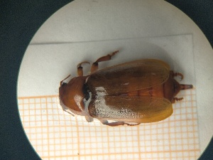  (Cebrio gigas - UM-AACC-0020)  @11 [ ] by-nc-sa (2021) Thibaud Decaëns Universite Montpellier, CEFE Lab