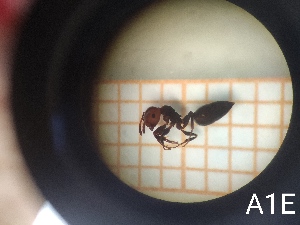  ( - UM-AACC-0064)  @11 [ ] by-nc-sa (2021) Thibaud Decaëns Universite Montpellier, CEFE Lab