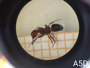  ( - UM-AACC-0087)  @11 [ ] by-nc-sa (2021) Thibaud Decaëns Universite Montpellier, CEFE Lab