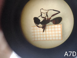  ( - UM-AACC-0101)  @11 [ ] by-nc-sa (2021) Thibaud Decaëns Universite Montpellier, CEFE Lab