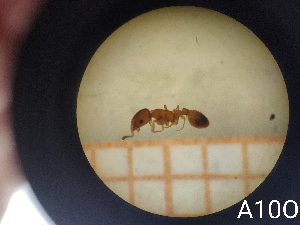  ( - UM-AACC-0133)  @11 [ ] by-nc-sa (2021) Thibaud Decaëns Universite Montpellier, CEFE Lab