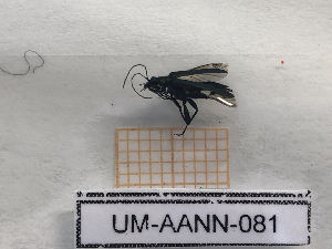  ( - UM-AANN-0081)  @11 [ ] by-nc-sa (2021) Thibaud Deca&euml;ns Universite Montpellier, CEFE Lab