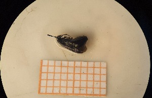  ( - UM-AAOO-0056)  @11 [ ] by-nc-sa (2021) Thibaud Deca&euml;ns Universite Montpellier, CEFE Lab