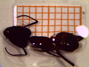  ( - UM-AATT-0126)  @11 [ ] by-nc-sa (2021) Thibaud Decaëns Universite Montpellier, CEFE Lab