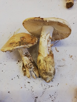  (Amanita ovoidea - FR2021703)  @11 [ ] by-nc-sa (2021) Thibaud Decaëns Universite Montpellier, CEFE Lab