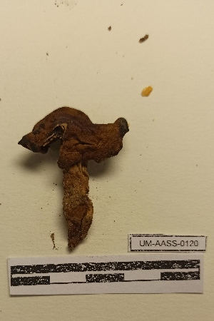  (Cortinarius duracinus - UM-AASS-120)  @11 [ ] by-nc-sa (2021) Thibaud Decaëns Universite Montpellier, CEFE Lab