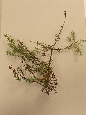  (Juniperus oxycedrus - UM_ACAZ_0296)  @11 [ ] by-nc-sa (2022) Aurélien Caries Universite Montpellier