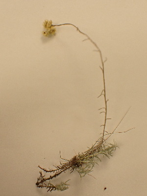  (Helichrysum stoechas - UM_ACAZ_0314)  @11 [ ] by-nc-sa (2022) Aurélien Caries Universite Montpellier