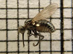  (Usia - UM_AAAA_00673)  @11 [ ] by-nc-sa (2023) Sebastien J. Puechmaille University of Montpellier