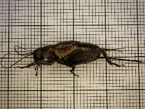  ( - UM_AAAA_00685)  @11 [ ] by-nc-sa (2023) Sebastien J. Puechmaille University of Montpellier