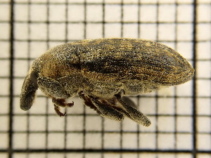  ( - UM_AAAA_00688)  @11 [ ] by-nc-sa (2023) Sebastien J. Puechmaille University of Montpellier