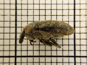  ( - UM_AAAA_00688)  @11 [ ] by-nc-sa (2023) Sebastien J. Puechmaille University of Montpellier