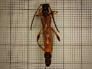  ( - UM_AAAA_00713)  @11 [ ] by-nc-sa (2023) Sebastien J. Puechmaille University of Montpellier