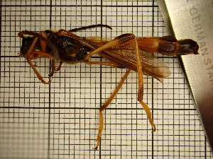  ( - UM_AAAA_00713)  @11 [ ] by-nc-sa (2023) Sebastien J. Puechmaille University of Montpellier