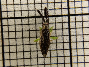  ( - UM_AAAA_00730)  @11 [ ] by-nc-sa (2023) Sebastien J. Puechmaille University of Montpellier