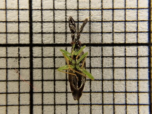  ( - UM_AAAA_00730)  @11 [ ] by-nc-sa (2023) Sebastien J. Puechmaille University of Montpellier