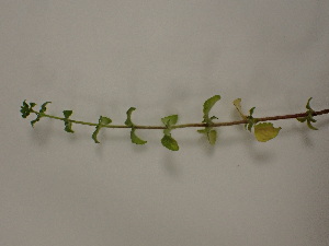  (Clinopodium nepeta ssp. Nepeta - UM_ABSR_00139)  @11 [ ] by-nc-sa (2022) Julie Alauzet Universite Montpellier