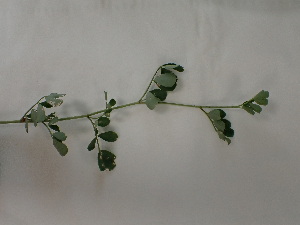  (Coronilla valentina subsp. glauca - UM_ABSR_00166)  @11 [ ] by-nc-sa (2022) Julie Alauzet Universite Montpellier