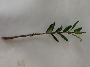  (Olea europaea subsp. europaea - UM_ABSR_00169)  @11 [ ] by-nc-sa (2022) Julie Alauzet Universite Montpellier
