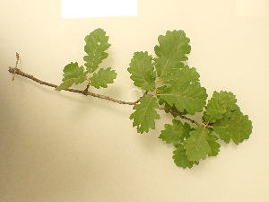  (Quercus pubescens - UM_ABTS_00126)  @11 [ ] by-nc-sa (2022) Colliot Ilona Universite Montpellier