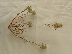  (Trifolium angustifolium - UM_ABTS_00143)  @11 [ ] by-nc-sa (2022) Colliot Ilona Universite Montpellier