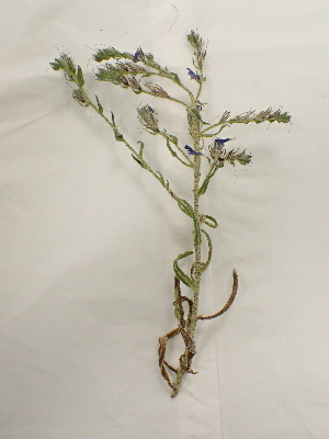 (Echium vulgare - UM_ACAZ_0114)  @11 [ ] by-nc-sa (2022) AurÃ©lien Caries Universite Montpellier