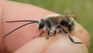  (Eucera chrysopygya - UM_AAFF_00438)  @11 [ ] by-nc-sa (2024) Benoit Nabholz Universite Montpellier