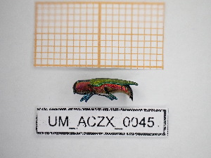  ( - UM_ACZX_0045)  @11 [ ] by-nc-sa (2024) Thibaud Decaëns Universite Montpellier