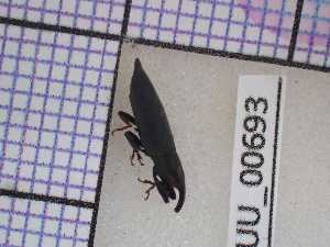  (Lixus mucronatus - UM_AAUU_00693)  @11 [ ] by-nc-sa (2023) University of Montpellier Universite Montpellier