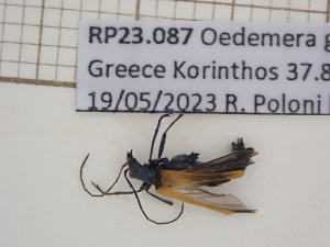  (Oedemera graeca - AAUU_01076)  @11 [ ] by-nc-sa (2023) University of Montpellier Universite Montpellier